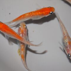 メダカ　完売　紅白ラメ幹之稚魚　№３（１㎝前後）　20匹の画像