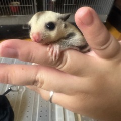 SALE‼️フクロモモンガベビー - 生駒郡