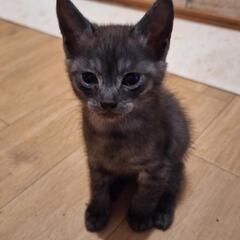 可愛がってください