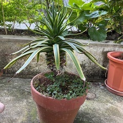 特大　アガベベネズエラ　アガベサイザルアサ　家庭菜園　観葉植物　　の画像