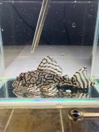 熱帯魚水槽セット24日までの引取値下げ