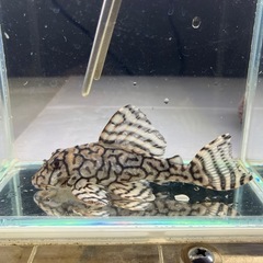 熱帯魚水槽セットの画像