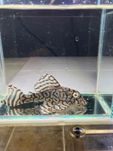 熱帯魚水槽セット24日までの引取値下げ