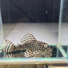 熱帯魚水槽セットの画像