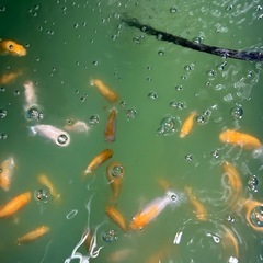 品評会入賞の子供等、本物のメダカを見に来て下さい！