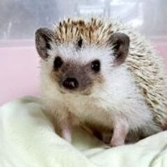 ✨ハリネズミベビー〈人慣れ抜群〉   御家族様を募集致します✨