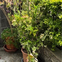 特大　ペディランサス　大銀龍　② 家庭菜園の画像