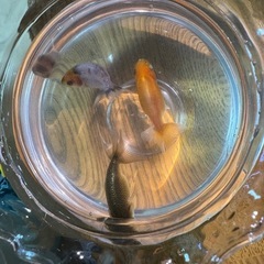 らんちゅう子ども 1匹〜🐟の画像
