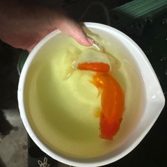 らんちゅう子ども 1匹〜🐟の画像