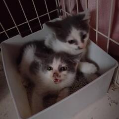 飼い主募集