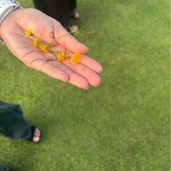 水曜日　東郷フラダンス　子どもクラス募集の画像