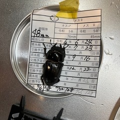【値下げしました
】オオクワガタ  ♂75ミリ ♀48ミリの画像
