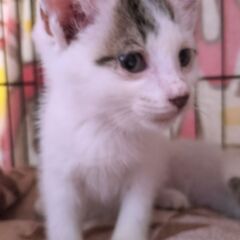 生後３ヶ月程度の可愛い2匹の兄弟です！ - 猫