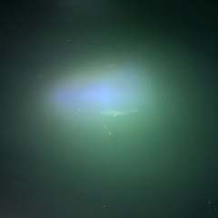 ナイトシーバス釣り募集中の画像