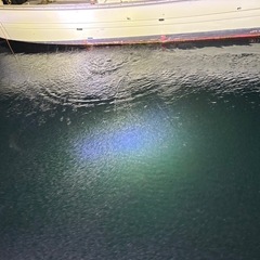 ナイトシーバス釣り募集中の画像