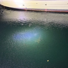 ナイトシーバス釣り募集中の画像