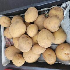 無農薬　ジャガイモの画像
