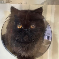 ペルシャ猫