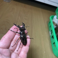 【WF1ペア】国産ミヤマクワガタの画像