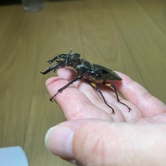 【WF1ペア】国産ミヤマクワガタの画像