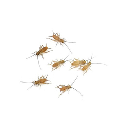 ヨーロッパイエコオロギ　ML 爬虫類　熱帯魚　エサ用