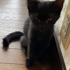 幸せのカギしっぽ
