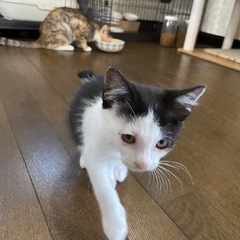 ハチワレ男の子