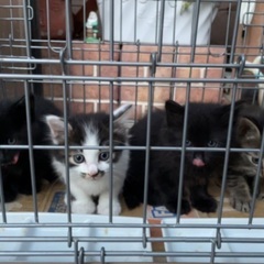 4匹の里親さんを募集します