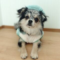 【避妊手術ワクチン代有償】ポメチワ　レアカラーの女の子