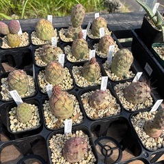 テフロカクタス ゲオメトリクス 多肉植物 サボテンの画像