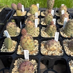 テフロカクタス ゲオメトリクス 多肉植物 サボテン