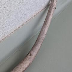 流木の画像