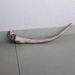 流木の画像