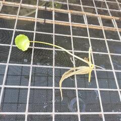 メダカなどの水草の画像