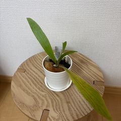 ビカクシダ　セットの画像