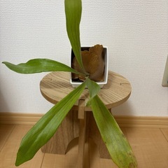 ビカクシダ　セットの画像