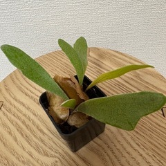 ビカクシダ　セットの画像
