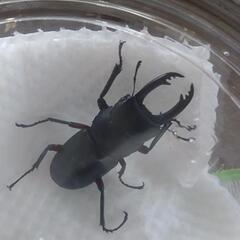 7月12日13日カナディアンワールド昆虫館