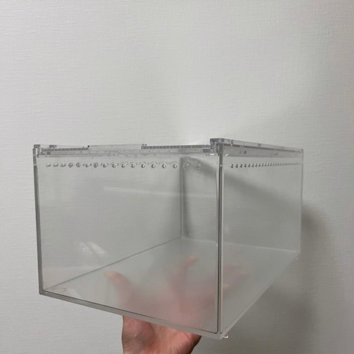 爬虫類 】レプタイルズボックス (ひか) おもろまちのその他の