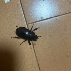 ノコギリクワガタ(雄62mm、雌32mm)ペアの画像