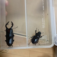 ノコギリクワガタ(雄62mm、雌32mm)ペアの画像
