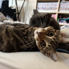 小柄でキュートなベンガル風🐅募集中！