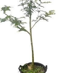 　観葉植物　シマトネリコ🌲
