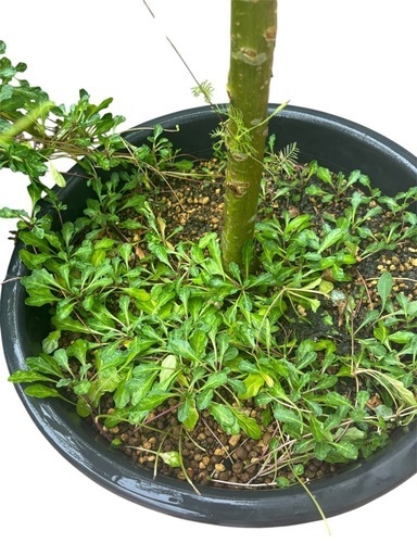 　観葉植物　シマトネリコ?