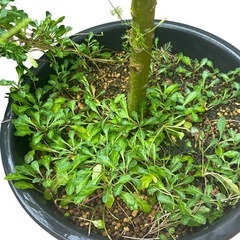 　観葉植物　シマトネリコ🌲の画像