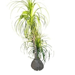 観葉植物　トックリラン🌴