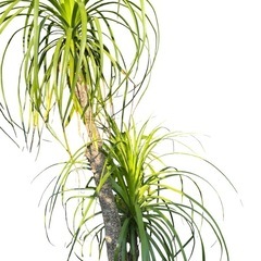 観葉植物　トックリラン🌴の画像