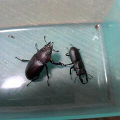 コクワガタ♂　ノコギリクワガタ♀の画像