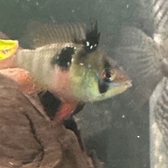 熱帯魚ドイツラムの画像