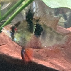 熱帯魚ドイツラムの画像